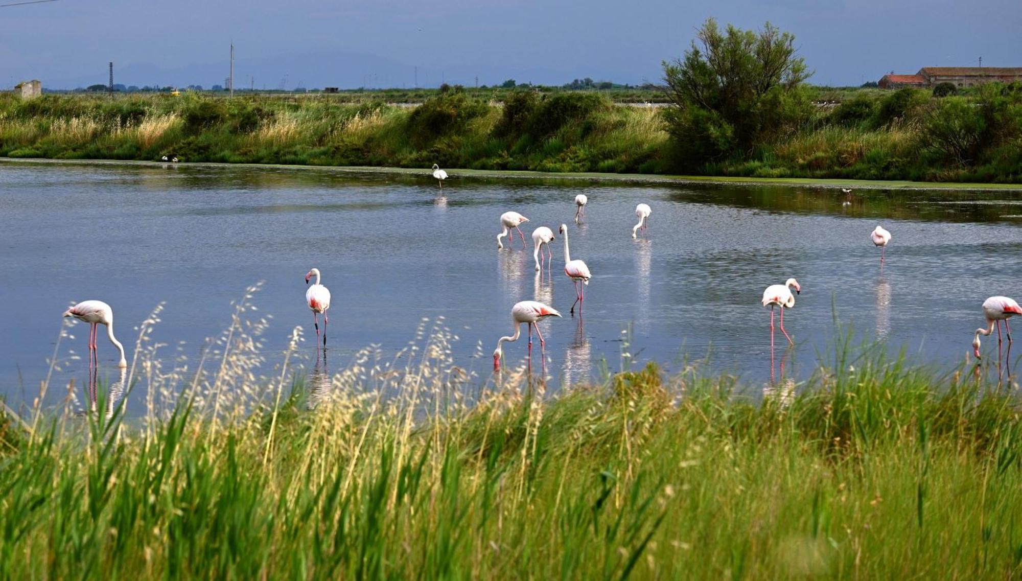 Appartamenti Nonna Rosa Taglio Di Po Bagian luar foto
